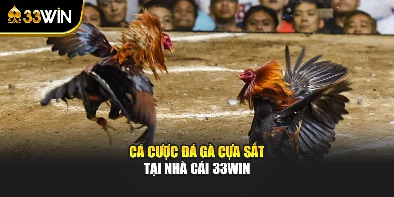 Cá cược đá gà cựa sắt tại nhà cái 33Win