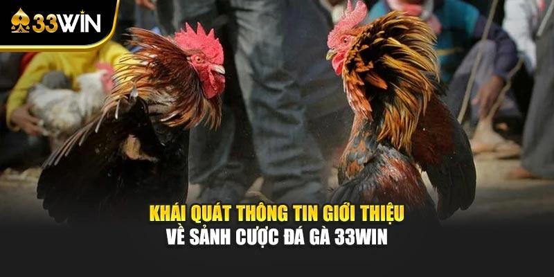Khái quát thông tin giới thiệu về sảnh cược đá gà 33win
